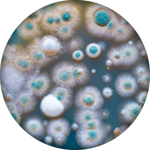 close up petri of dish with microbe colony